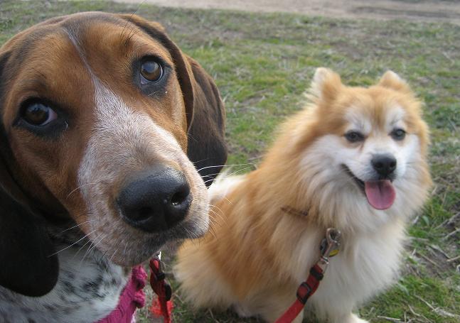 two dogs